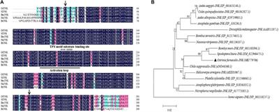 Molecular Characterization and Expression of OfJNK and Ofp38 in Ostrinia furnacalis (Guenée) Under Different Environmental Stressors